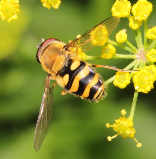 Syrphus