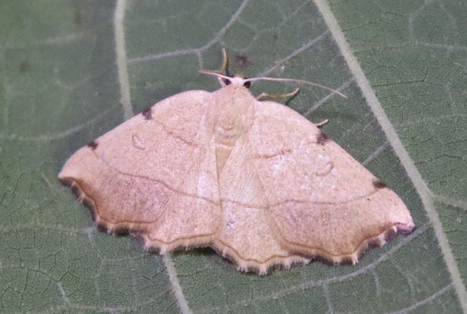 Eilicrinia trinotata - háromjegyű araszoló