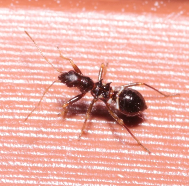 Himacerus mirmicoides - csalán-tolvajpoloska