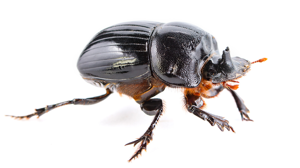 Copris lunaris - közönséges holdszarvú-ganéjtúró