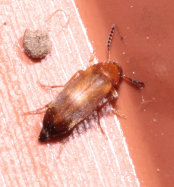 Anaspis flava - sárga árvabogár