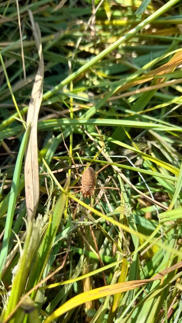 Phalangium opilio