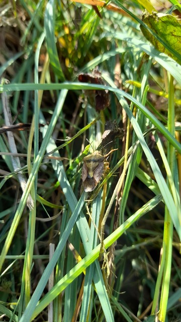Carpocoris