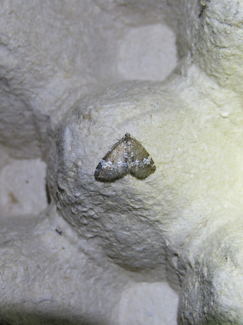 Perizoma alchemillata - árvacsalán-araszoló