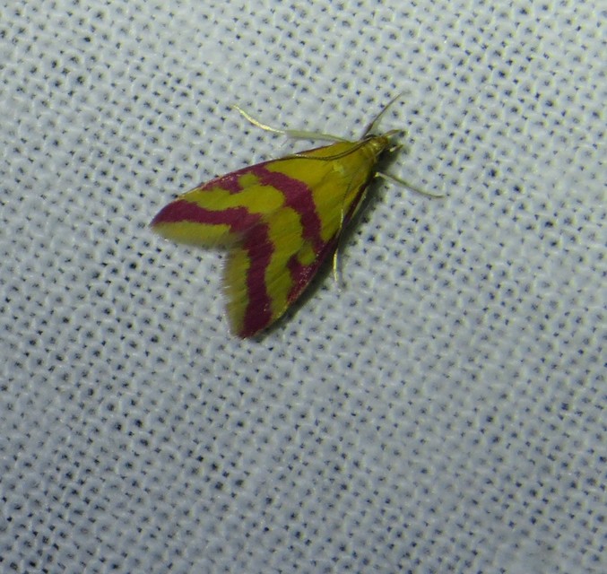 Pyrausta sanguinalis/virginalis