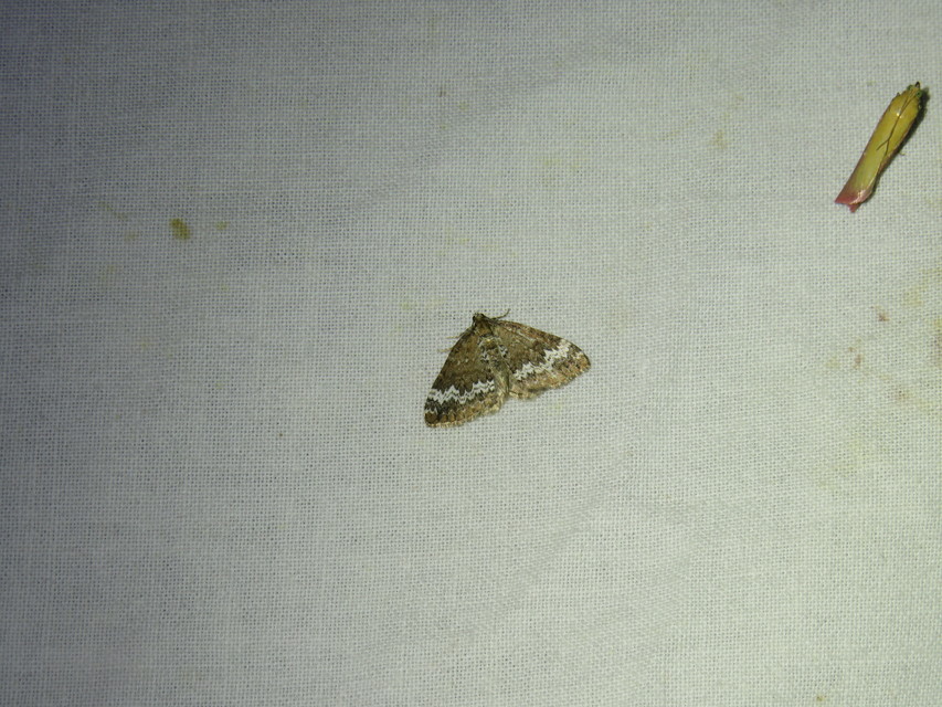 Perizoma alchemillata - árvacsalán-araszoló