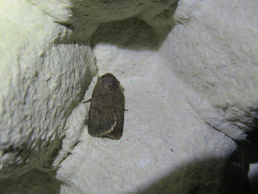 Euxoa nigricans - feketés földibagoly