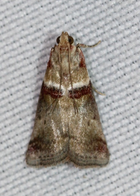 Acrobasis tumidana - bordás karcsúmoly