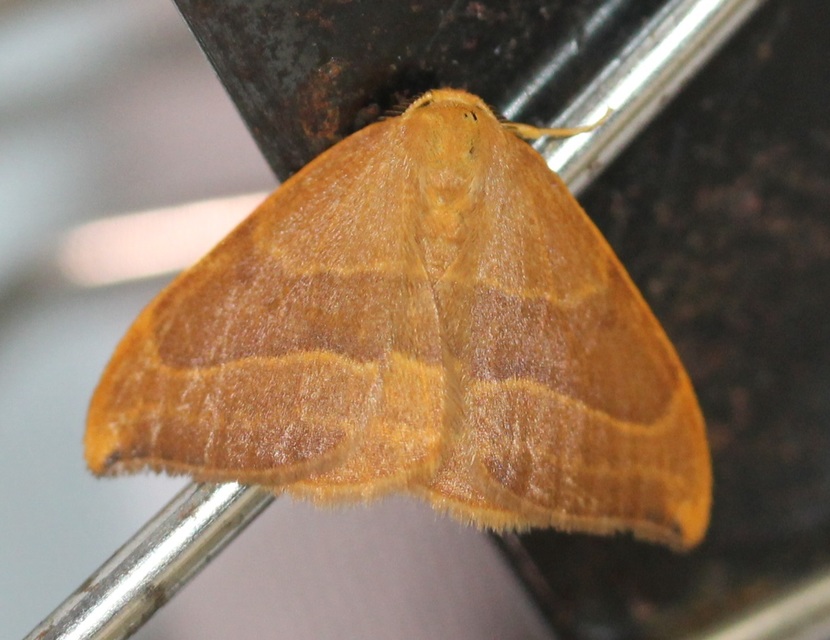 Watsonalla cultraria - bükkfa-sarlósszövő