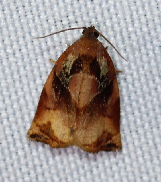Archips podana - dudvarágó sodrómoly