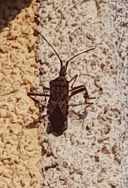 Leptoglossus occidentalis - nyugati levéllábú poloska