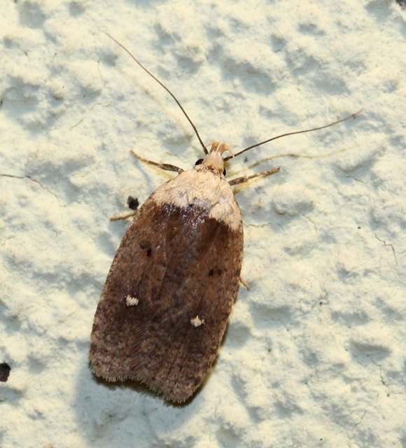 Agonopterix furvella - ezerjófű-laposmoly