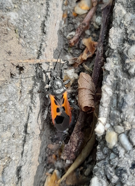 Peirates hybridus - foltos rablópoloska