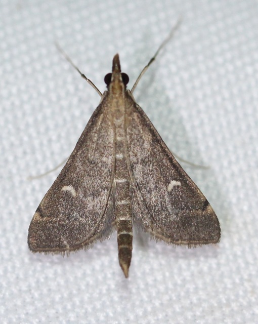 Dolicharthria punctalis - hosszúlábú tűzmoly