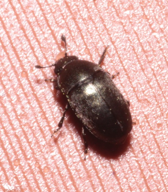 Meligethinae