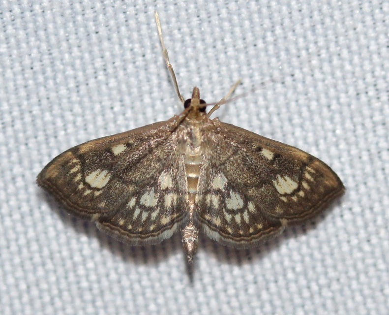 Anania stachydalis - mocsári dudvamoly