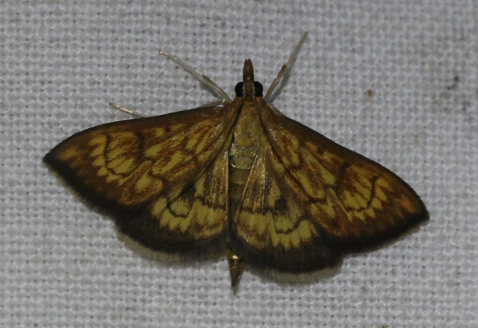 Ecpyrrhorrhoe rubiginalis - rozsdavörös tűzmoly