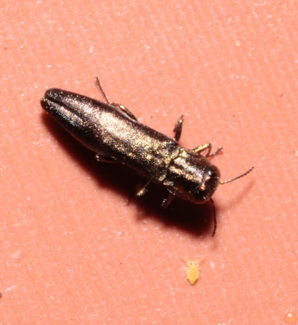 Agrilus derasofasciatus - szőlő-karcsúdíszbogár