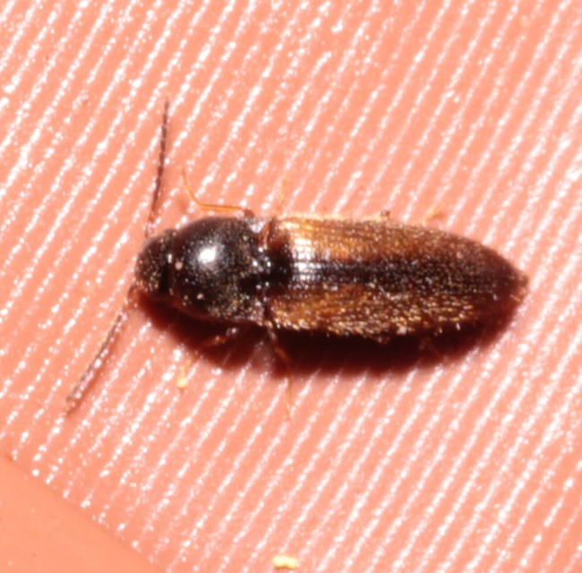 Adrastus rachifer - közönséges cserjepattanó