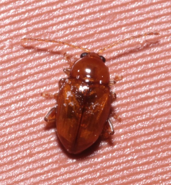 Neocrepidodera