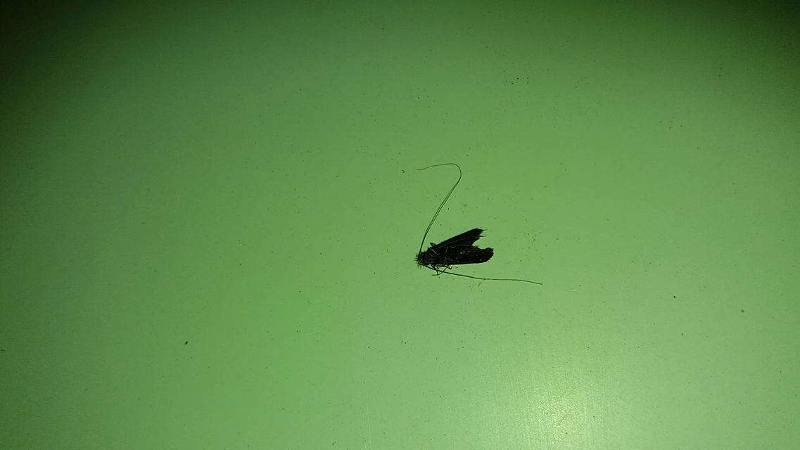 Nemophora