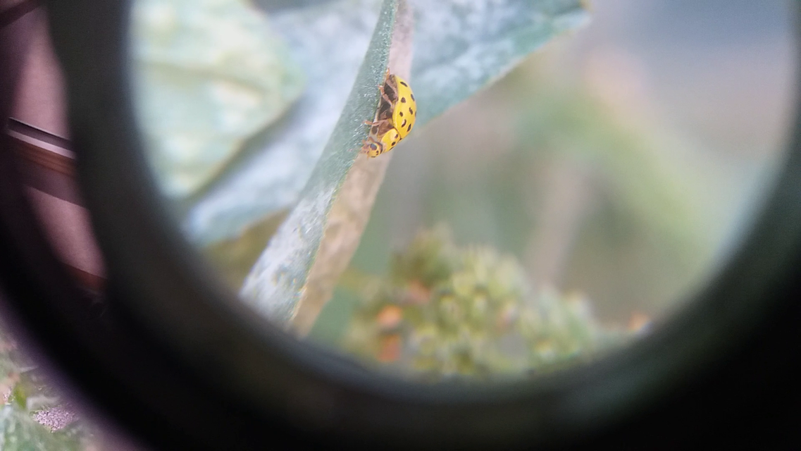 Psyllobora vigintiduopunctata - huszonkétpettyes katica