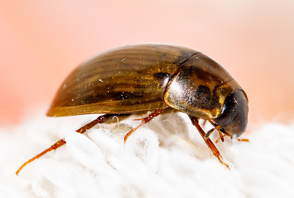 Enochrus Enochrus