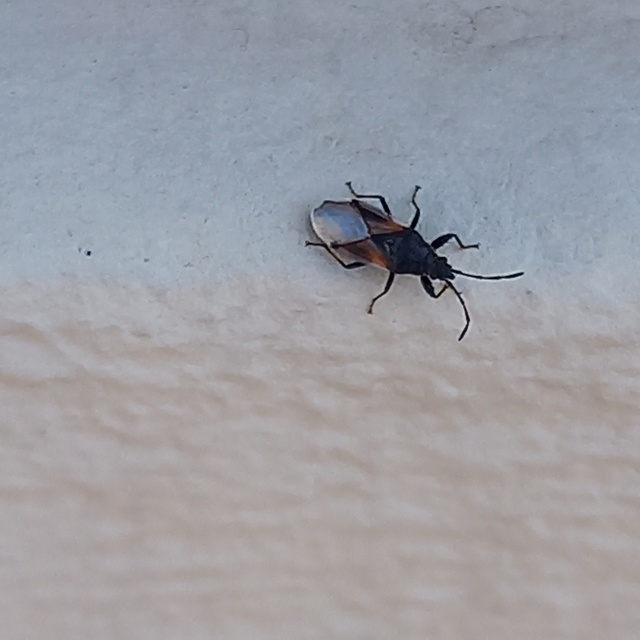 Oxycarenus lavaterae - hársbodobács