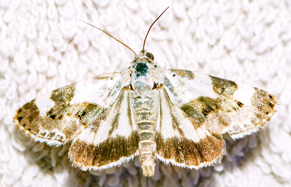 Acontia lucida - fehér nappalibagoly