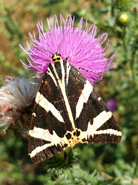 Euplagia quadripunctaria - csíkos medvelepke