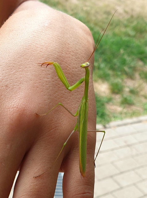 Mantis religiosa - imádkozósáska