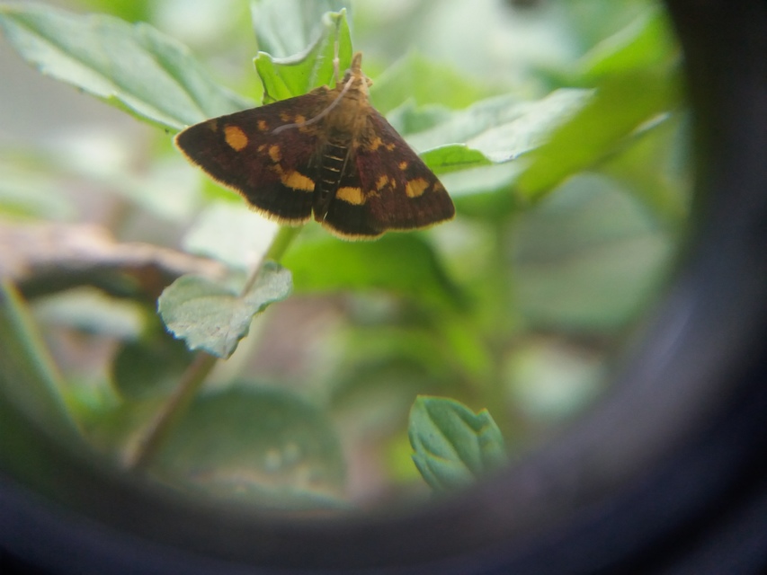 Pyrausta aurata - aranyló bíbormoly