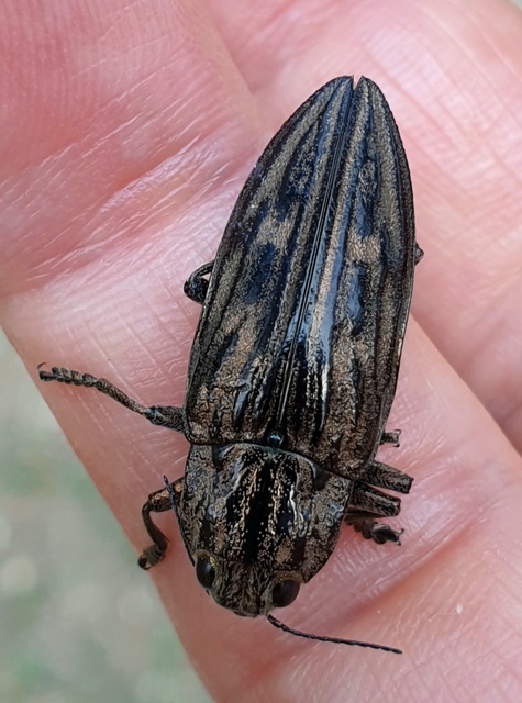 Chalcophora mariana - nagy fenyvesdíszbogár