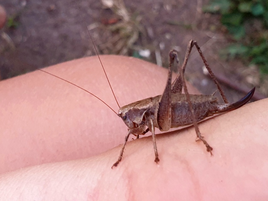 Pholidoptera griseoaptera - szürke avarszöcske