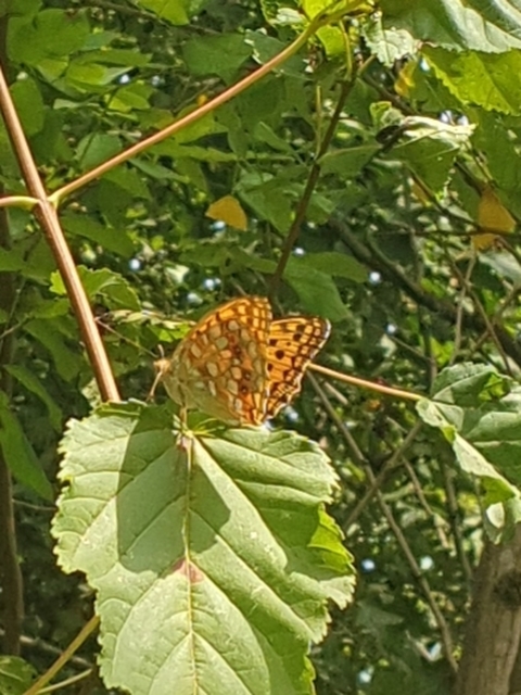 Argynnis adippe - ezüstös gyöngyházlepke