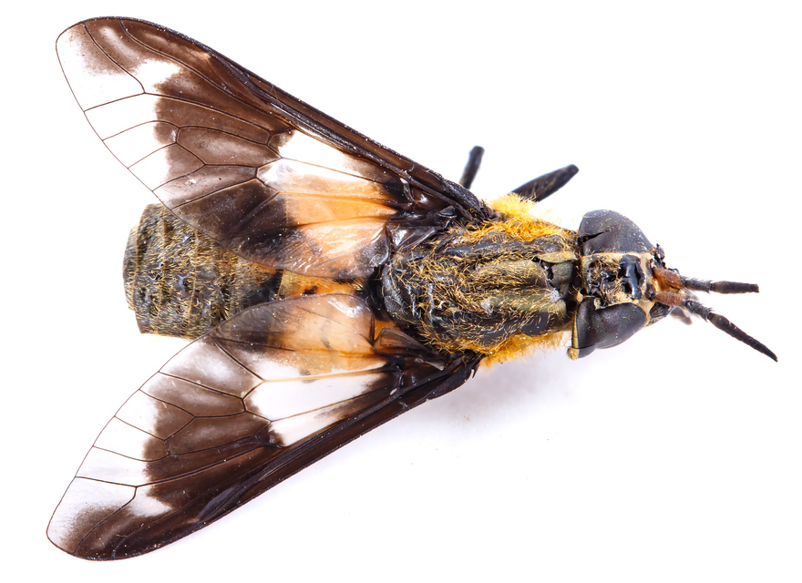 Chrysops
