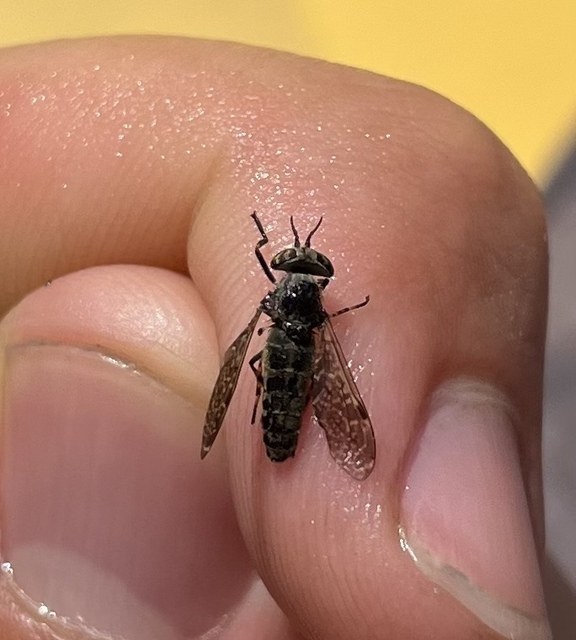 Haematopota pluvialis - esőthozó pőcsik