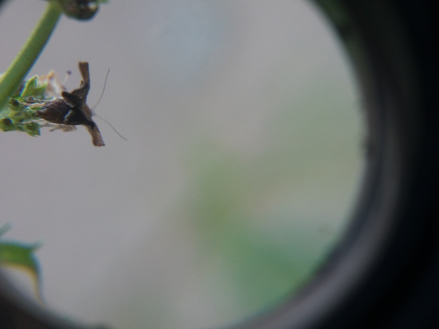 Choreutis nemorana - füge-levélmoly