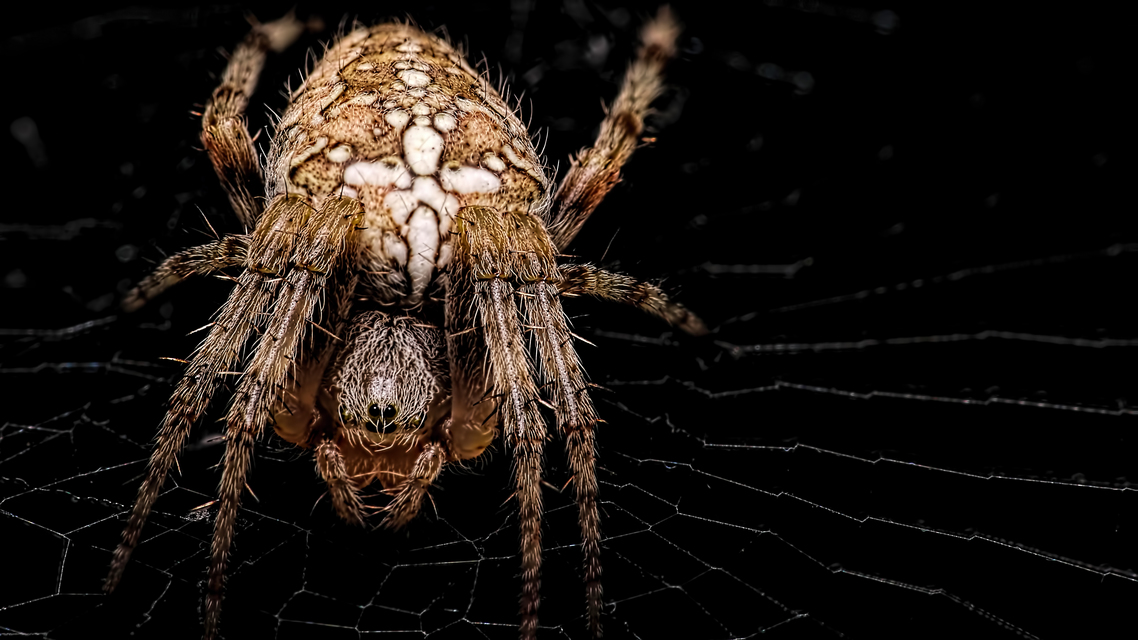 Araneus diadematus - koronás keresztespók