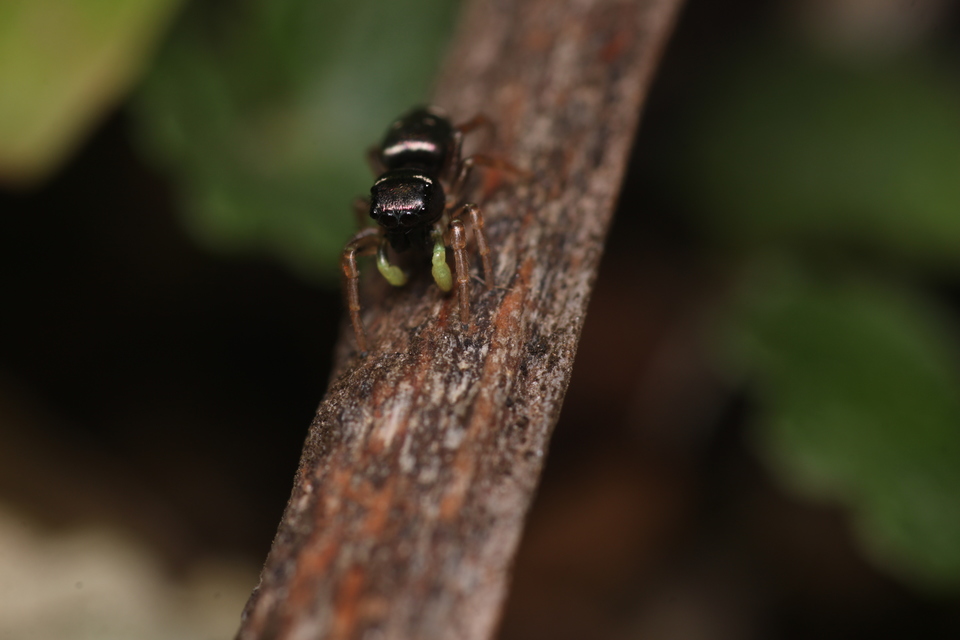 Heliophanus