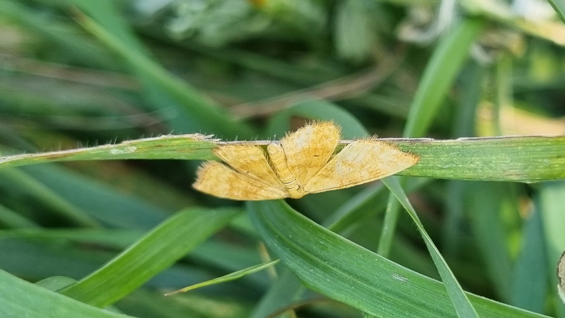Idaea serpentata - kis sávosaraszoló