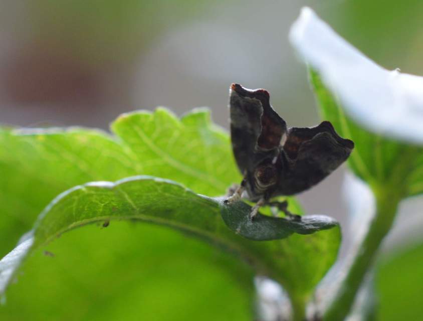 Choreutidae - levélmolyfélék