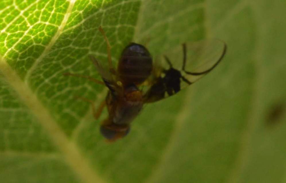 Anomoia purmunda
