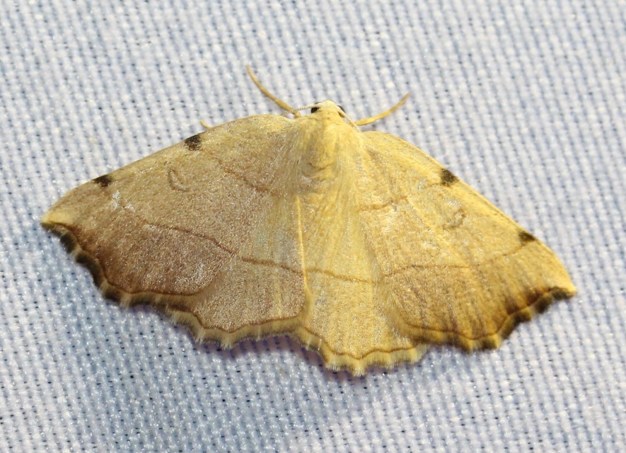 Eilicrinia trinotata - háromjegyű araszoló
