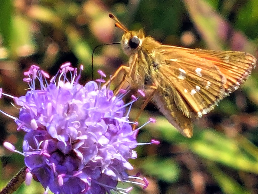 Hesperia comma - vesszős busalepke