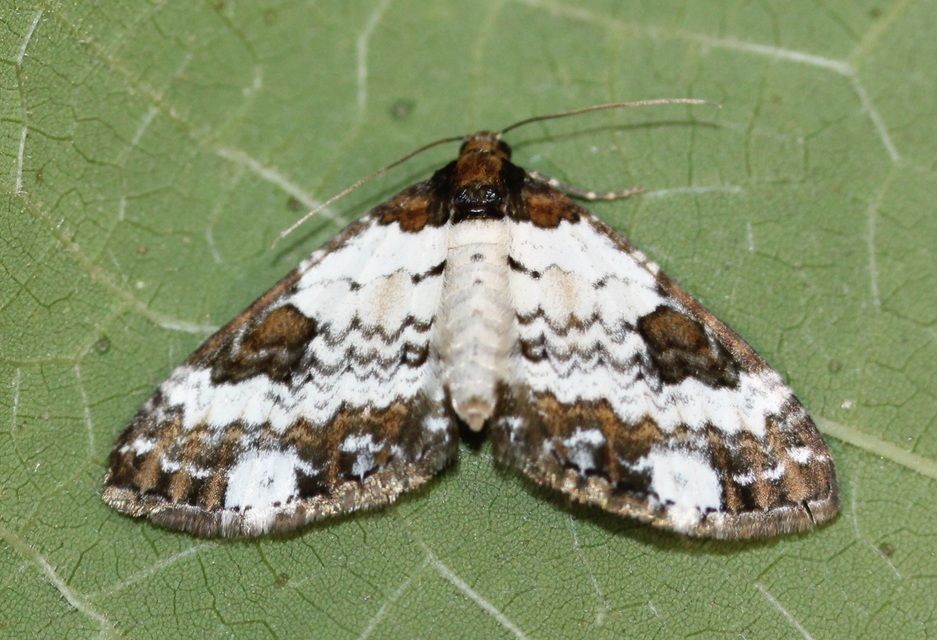 Melanthia procellata - hullámos tarkaaraszoló
