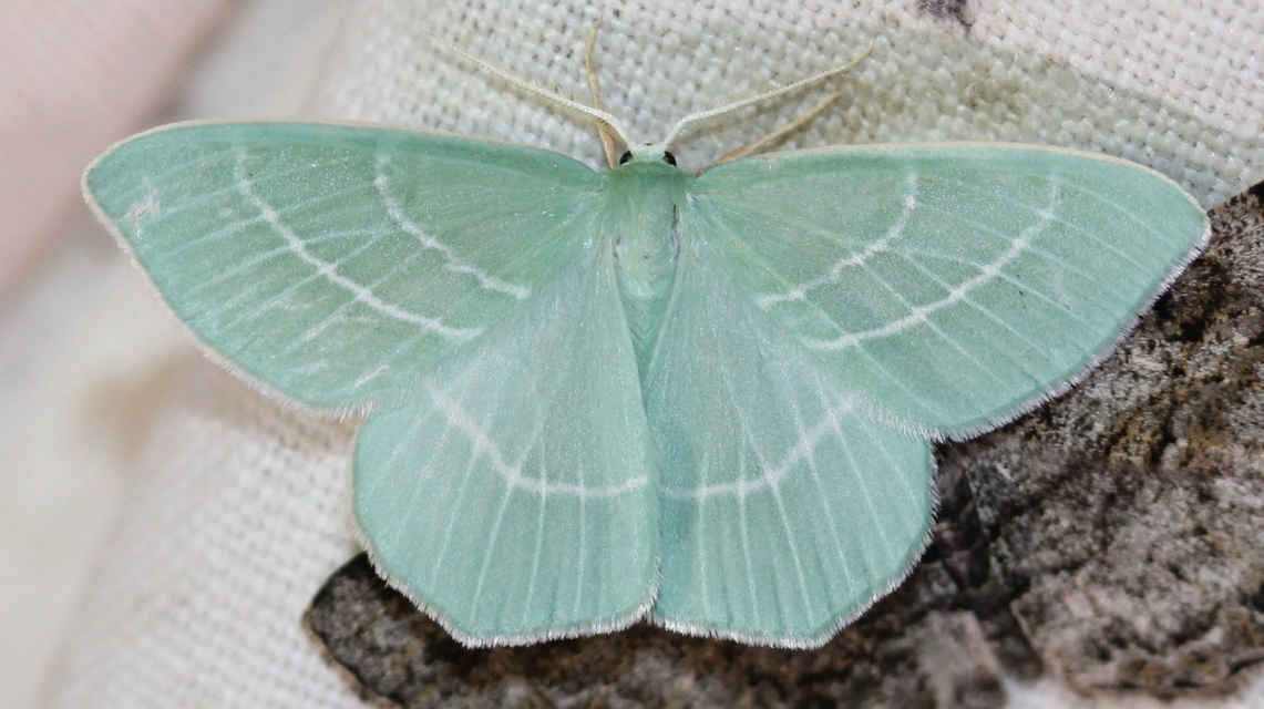 Hemistola chrysoprasaria - kékes zöldaraszoló