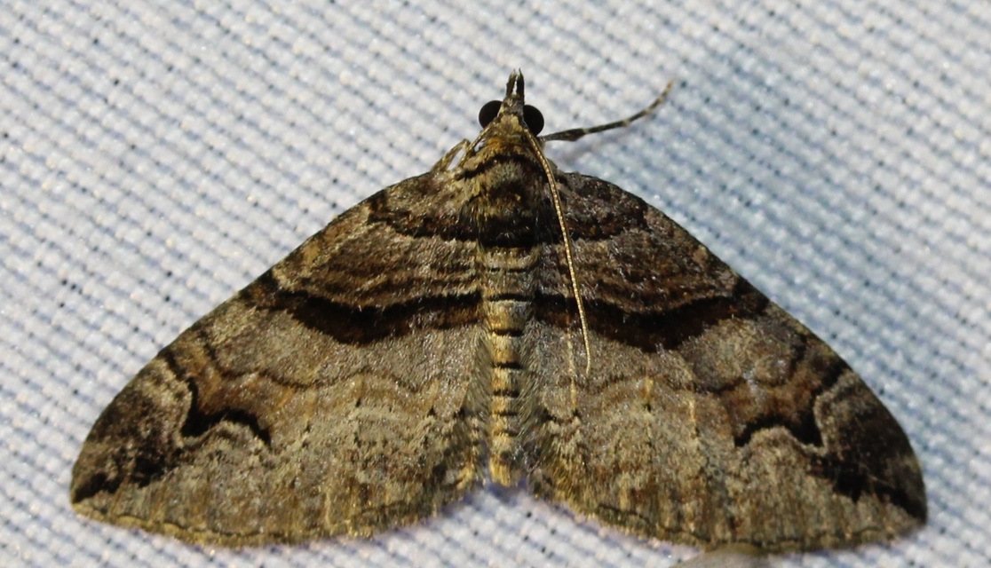 Pareulype berberata - sóskafa-tarkaaraszoló