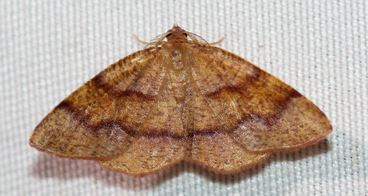 Plagodis pulveraria - szemcsés araszoló