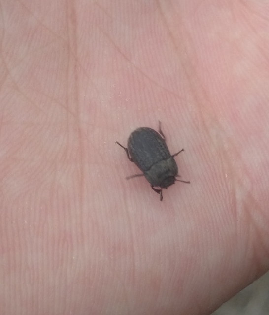 Opatrum sabulosum - sároshátú gyászbogár